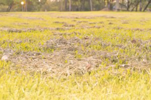terrenos com palha densa para plantio - lbf