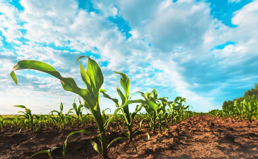 agricultura sustetável